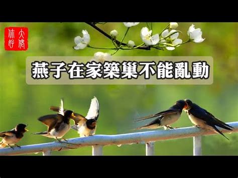 家裡燕子築巢|「鳥界風水大師」燕築巢報喜訊 民俗專家：4生肖準備。